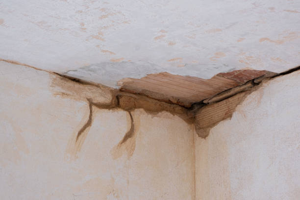 Best Professional water damage repair  in Royal Palm Estates, FL