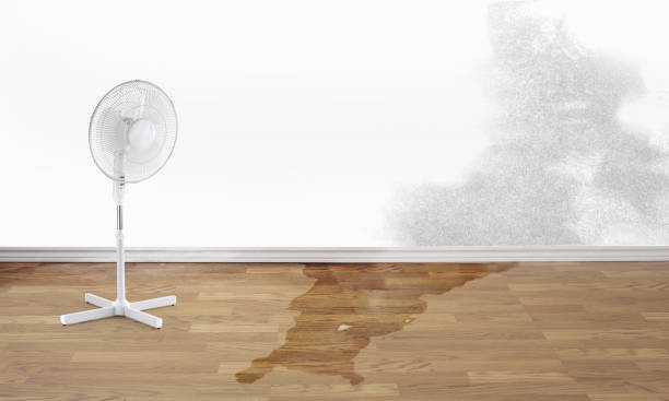 Best Flood damage cleanup  in Royal Palm Estates, FL